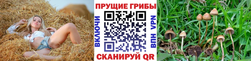 Псилоцибиновые грибы Psilocybine cubensis  Мурино 